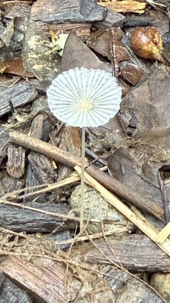 多元化的文山森林公園|天空步道|趣探險之丘|峯花雪月2834955