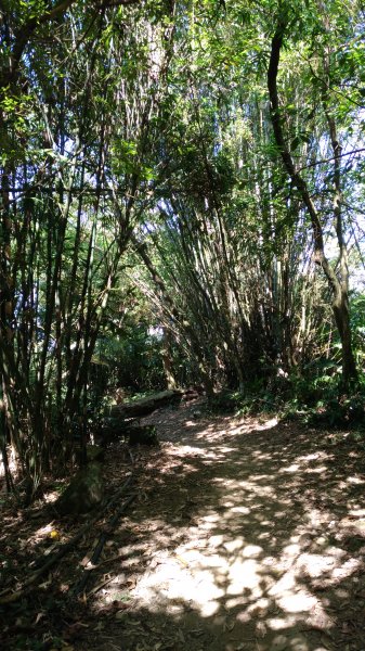 大溪大灣坪古道-環湖公路-新溪洲山步道728059