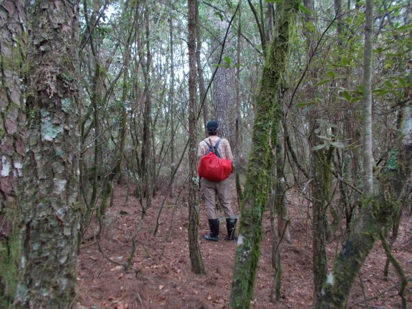 東閂岡山﹑梅松山﹑真巴烈山﹑麻加拉路山﹑摩里克安山1357351