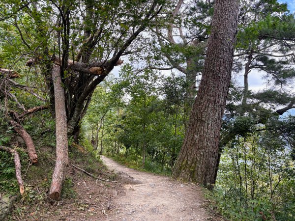 司馬庫斯巨木群登山步道2862125