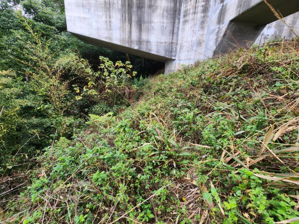 20260201雞冠山與黃麻園山(苗栗縣大湖鄉)3004220