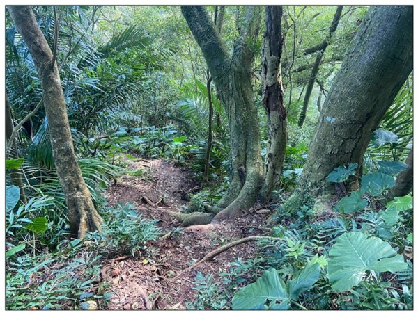 草嶺山、白石山、頭寮山 六連峰 O型路線2798540