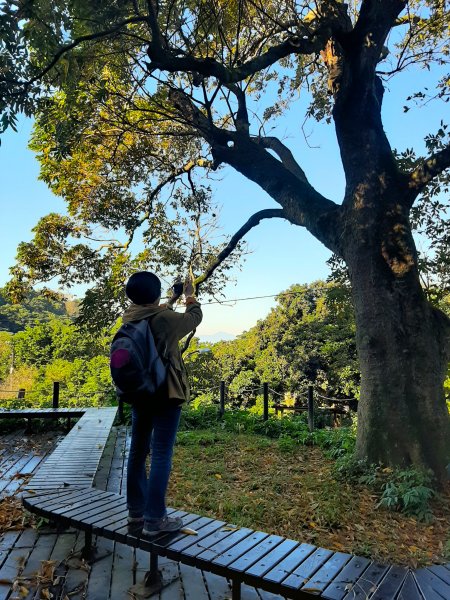 古道探訪｜竹林小徑、百年老樹幽靜古道1180421