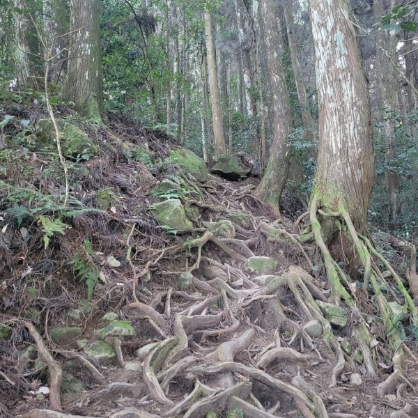 金柑樹山、忘憂森林、嶺頭山（小百岳）2343807