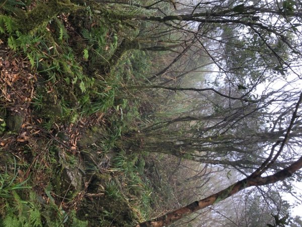 大白山+蘭崁山2695655