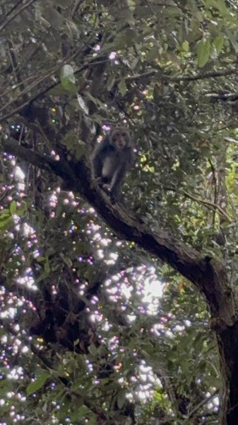 20251227尾寮山登山步道2970506