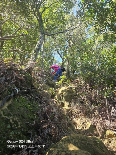 2026-01-25微笑山線：【天上山系】望月亭桐花段2988222