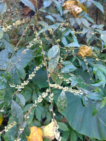 亞麻灣山 日湯真西南峰 亞麻灣山西峰2980018