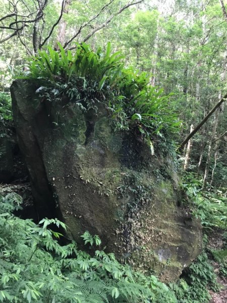 內鳥嘴山、北得拉曼步道順O型624961