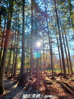 【南投仁愛】光影下的森林療育。 奧萬大國家森林遊樂區步道群2973139