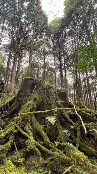 多門山山麓見晴運材軌道2597616