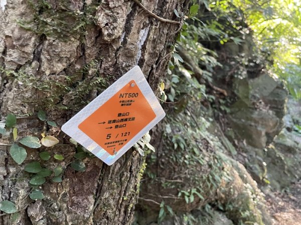 卡保逐鹿山毛欅2935491