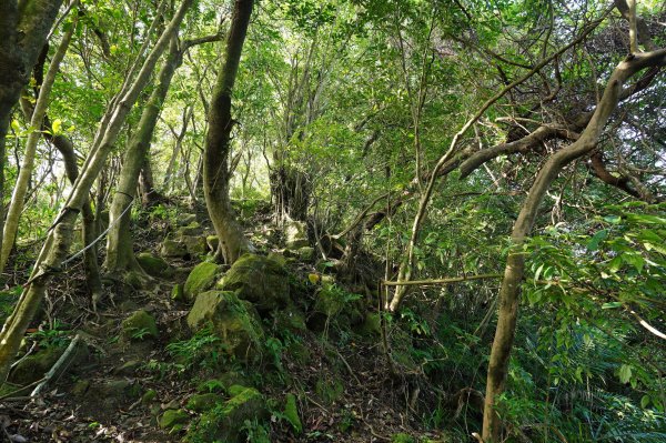 新北 瑞芳 粗坑口尖、碇內尖山、粗坑頭山、龍門山、滴水山2838288
