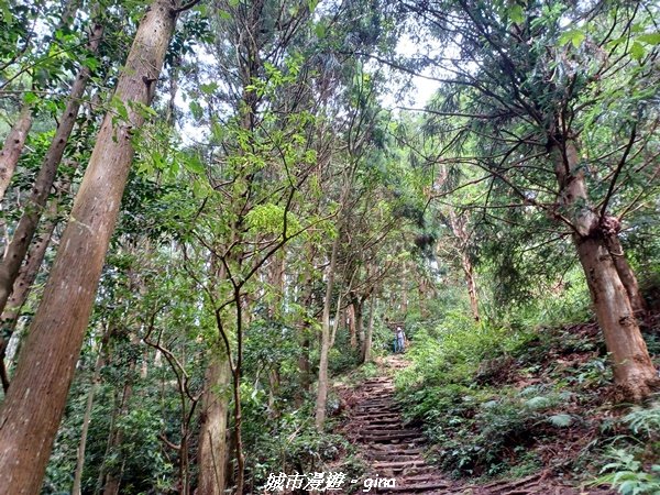 【台中和平】柳杉孟宗竹香杉步道林相豐富。 長壽山(肥崠山)山徑2880627