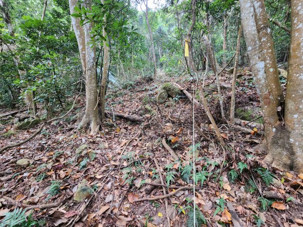20241222二載山與大橫屏山南峰(追加鹽菜甕山、鹽菜甕下山)2721494