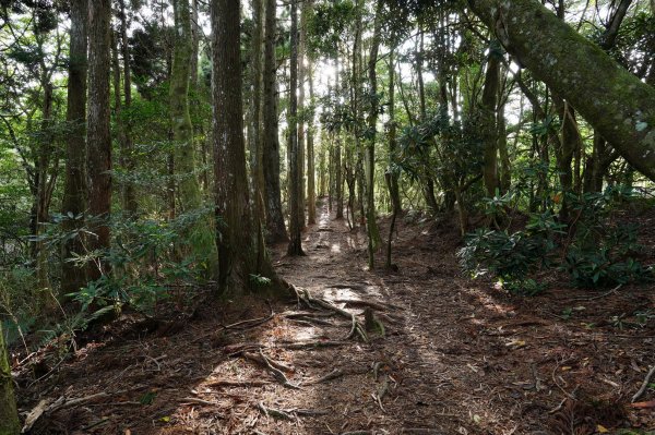 新竹 尖石 高台山、島田山2327046