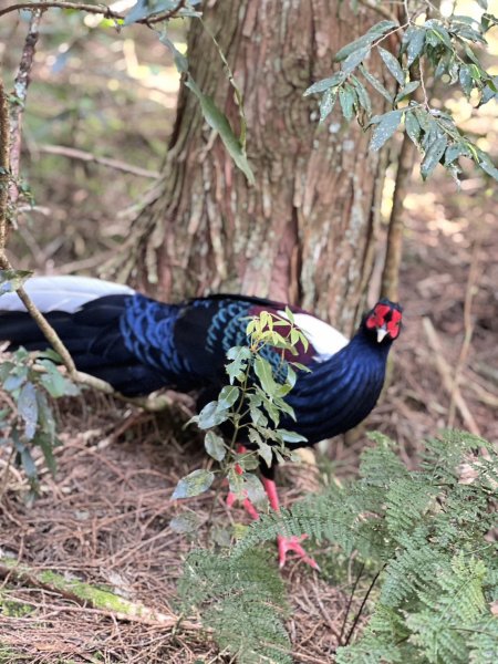 小百岳-稍來山2752440