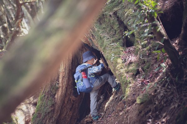 塔曼山 (Mt. Taman)。雲霧中的魔戒森林1331341