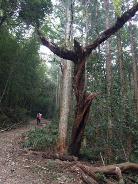 香杉秘境@長壽山：還有孟宗竹林及柳杉混合林、加碼夫妻樹1480553