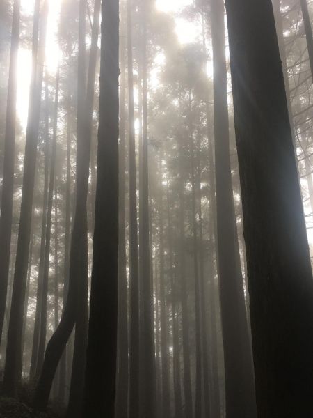 觀霧檜山巨木森林步道171722