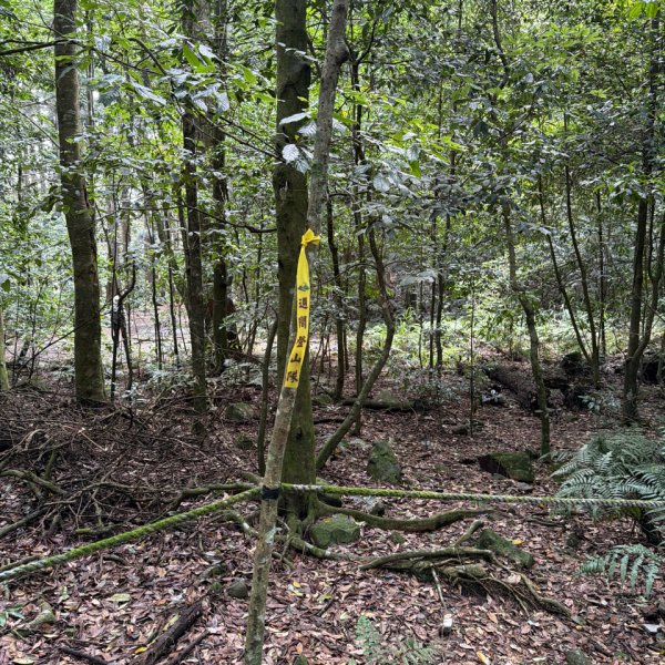1150619屋我尾山北峰-屋我尾山主峰-屋我尾林道O繞3078465