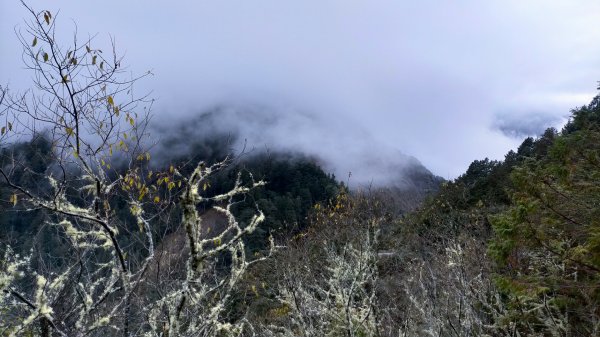 塔塔加登山口~麟趾山~鹿林山 環狀1977504