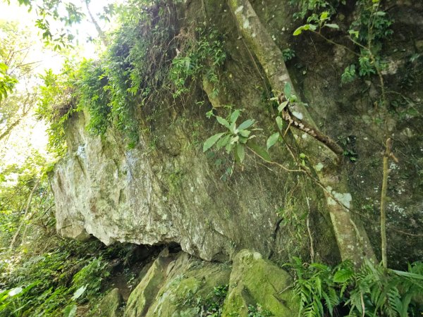 五指山橫向登山步道 - 2024森遊竹縣皮皮獅Hike客任務2555818