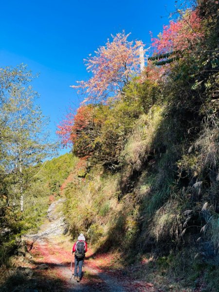 1101211大雪山230林道9.2k/雪山西稜登山口1546532