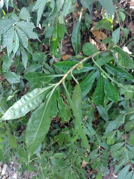 唐麻丹山 蝴蝶谷2918836