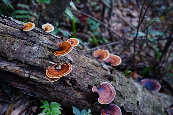 新竹關西鎮 水田林道之貴妃&那結山連走1539764