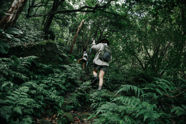 【話題】上山的理由又多了一個！ 原來「森林浴」真的能強化免疫系統！