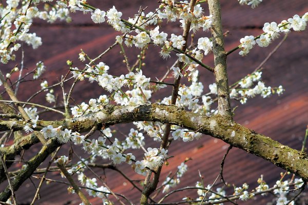 【南投~信義 】  烏松崙賞梅1254486