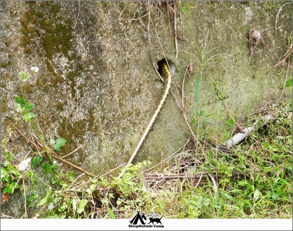 苗栗大湖關刀山(出關古道聖關段)260287