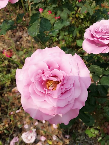 台中花博~豐原葫蘆墩園區550833