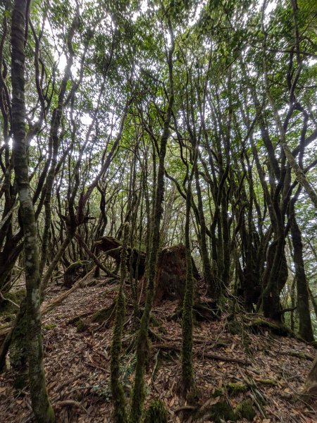 結界縱走三日(結城山、境界山、檜山)2920872