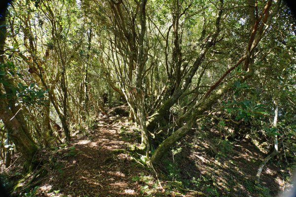 新竹 尖石 屯野生台山、石麻達山、錦屏山2904278