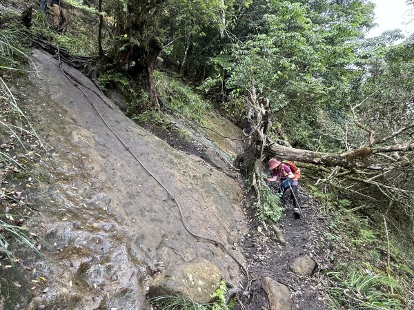 加里山O繞20250713(大坪登山口-杜鵑嶺-加里山-避難小屋-大坪登山口)2836911