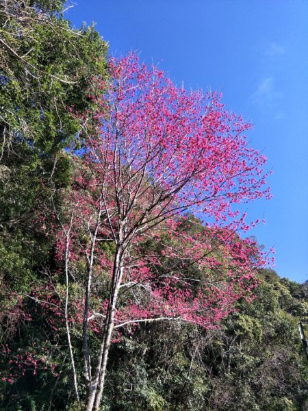 小百岳:李凍山1619207