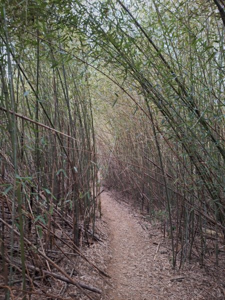 文林古道(鄧雨賢公園起登)202401222696185