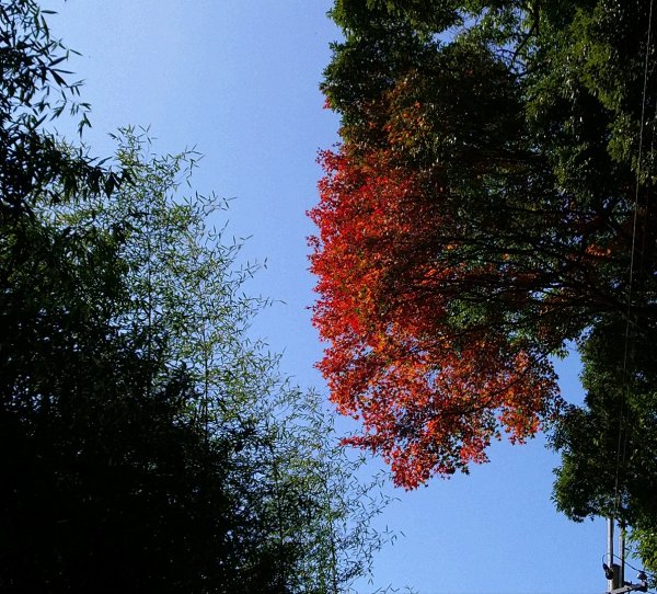 李崠山、泰平山、馬望僧侶山O走1211273