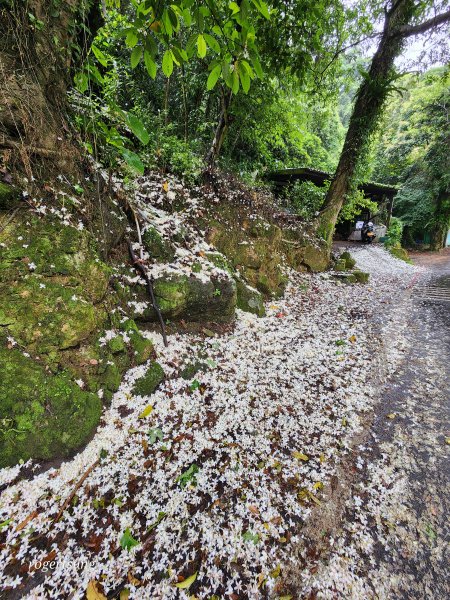 連走北縱678，喜見雨落桐花雪2129236