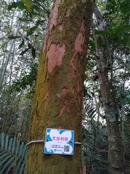 老銃櫃步道 & 三聯埤步道1231362