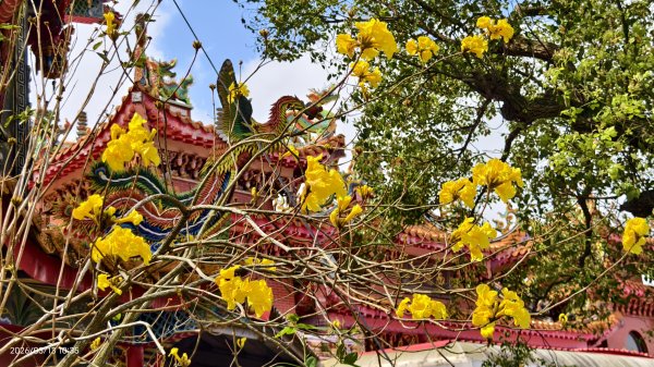 #西龍巖寺 #八里療養院 #黃花風鈴木 #青帶鳳蝶 #虎山 #101大樓  3/133014409