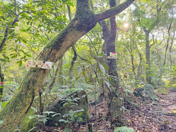小觀音西峰 二子坪步道 小油坑山3129477