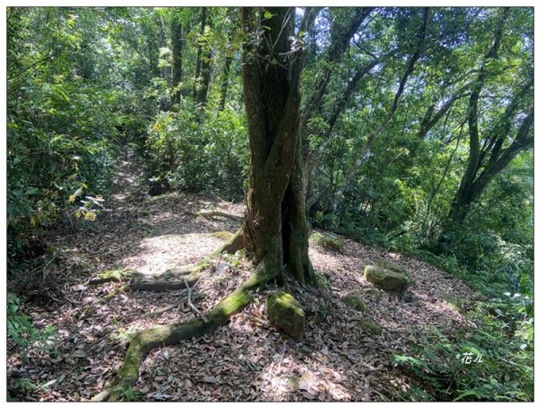 赤柯山、赤柯山南峰、東獅頭山 O型路線2785431