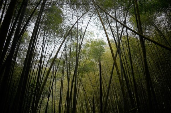 奮起湖的木馬棧道與杉木林棧道~~我就是要去竹林大口的呼吸