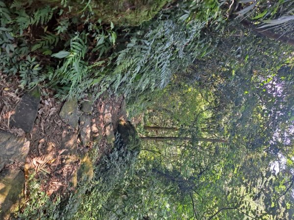 20230911淡蘭古道中段：五分山步道-暖東舊道2446827