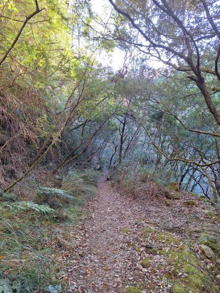 石山+阿毛神木202512112961780