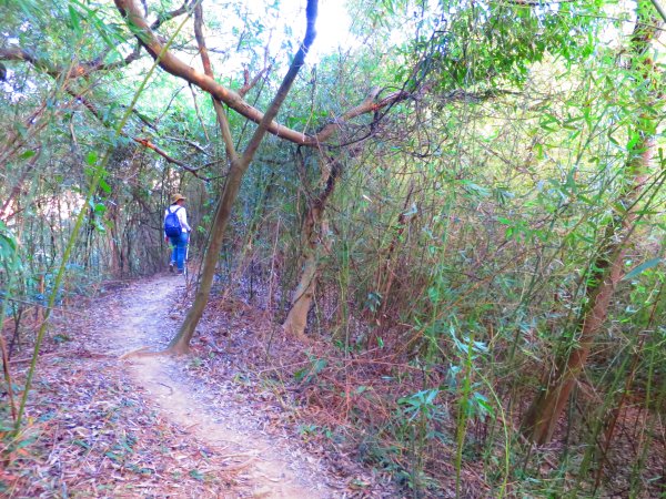 金光閃閃的網美景點：內湖金面山2436293