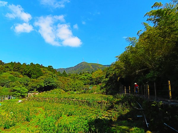 跟著花開去旅行:2020陽明山海芋季893844